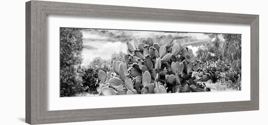 ¡Viva Mexico! Panoramic Collection - Prickly Pear Cactus V-Philippe Hugonnard-Framed Photographic Print