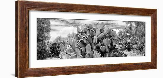 ¡Viva Mexico! Panoramic Collection - Prickly Pear Cactus V-Philippe Hugonnard-Framed Photographic Print