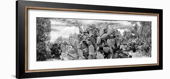 ¡Viva Mexico! Panoramic Collection - Prickly Pear Cactus V-Philippe Hugonnard-Framed Photographic Print