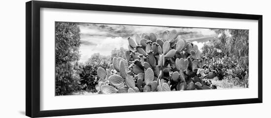 ¡Viva Mexico! Panoramic Collection - Prickly Pear Cactus V-Philippe Hugonnard-Framed Photographic Print