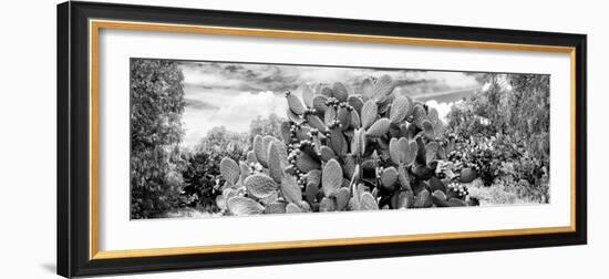 ¡Viva Mexico! Panoramic Collection - Prickly Pear Cactus V-Philippe Hugonnard-Framed Photographic Print