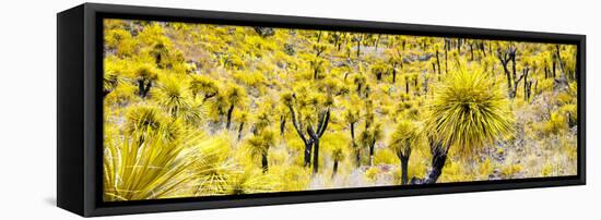 ¡Viva Mexico! Panoramic Collection - Yellow Joshua Trees-Philippe Hugonnard-Framed Premier Image Canvas