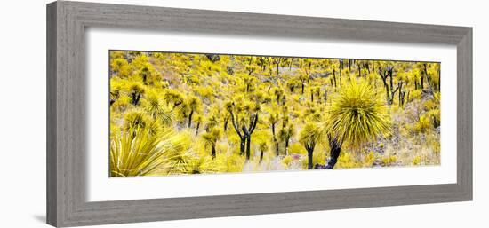 ¡Viva Mexico! Panoramic Collection - Yellow Joshua Trees-Philippe Hugonnard-Framed Photographic Print