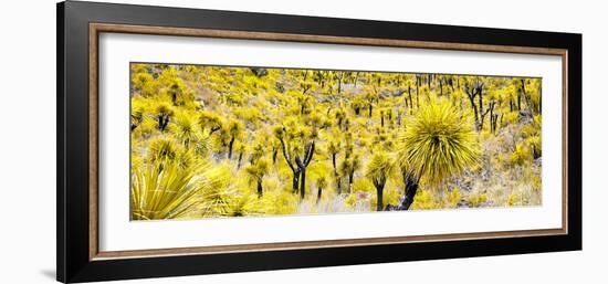 ¡Viva Mexico! Panoramic Collection - Yellow Joshua Trees-Philippe Hugonnard-Framed Photographic Print