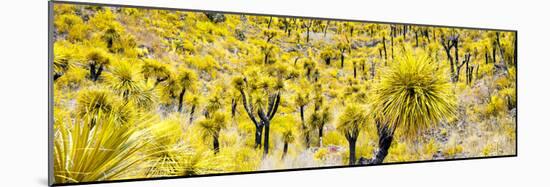 ¡Viva Mexico! Panoramic Collection - Yellow Joshua Trees-Philippe Hugonnard-Mounted Photographic Print