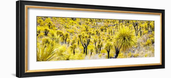 ¡Viva Mexico! Panoramic Collection - Yellow Joshua Trees-Philippe Hugonnard-Framed Photographic Print