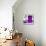 ¡Viva Mexico! Square Collection - "ALASKA" Purple Bar-Philippe Hugonnard-Mounted Photographic Print displayed on a wall