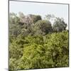 ¡Viva Mexico! Square Collection - Ancient Maya City within the Jungle - Calakmul III-Philippe Hugonnard-Mounted Photographic Print