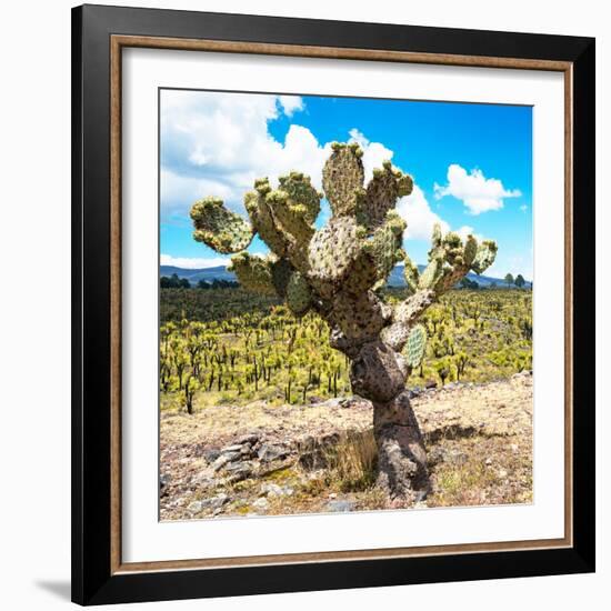 ¡Viva Mexico! Square Collection - Cactus Desert III-Philippe Hugonnard-Framed Photographic Print