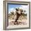 ?Viva Mexico! Square Collection - Cactus Desert IV-Philippe Hugonnard-Framed Photographic Print