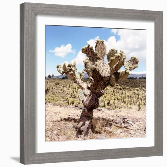 ?Viva Mexico! Square Collection - Cactus Desert IV-Philippe Hugonnard-Framed Photographic Print