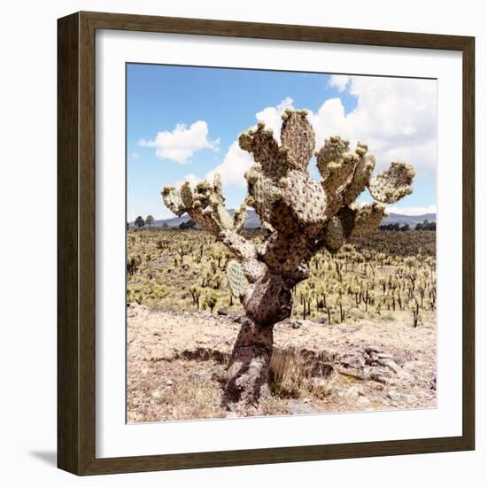 ?Viva Mexico! Square Collection - Cactus Desert IV-Philippe Hugonnard-Framed Photographic Print