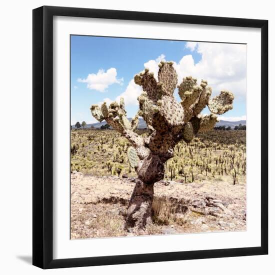 ?Viva Mexico! Square Collection - Cactus Desert IV-Philippe Hugonnard-Framed Photographic Print
