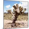 ?Viva Mexico! Square Collection - Cactus Desert IV-Philippe Hugonnard-Mounted Photographic Print