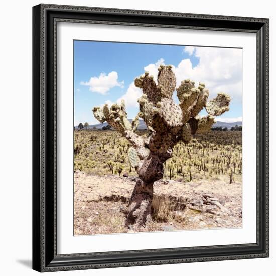 ?Viva Mexico! Square Collection - Cactus Desert IV-Philippe Hugonnard-Framed Photographic Print