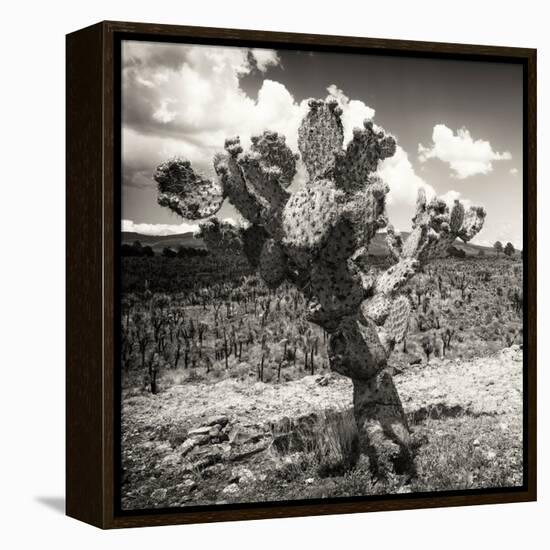 ¡Viva Mexico! Square Collection - Cactus Desert-Philippe Hugonnard-Framed Premier Image Canvas