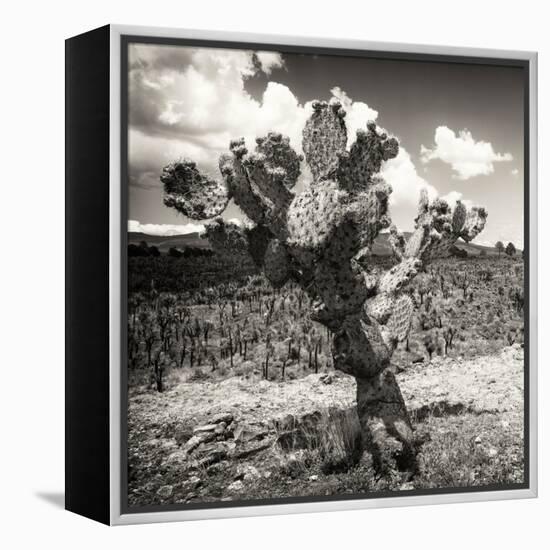 ¡Viva Mexico! Square Collection - Cactus Desert-Philippe Hugonnard-Framed Premier Image Canvas
