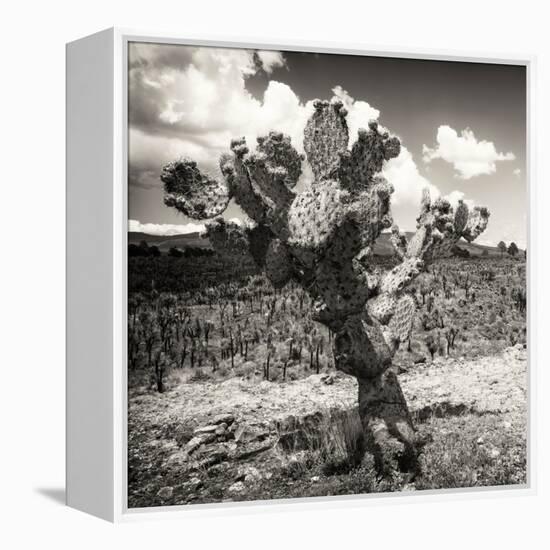 ¡Viva Mexico! Square Collection - Cactus Desert-Philippe Hugonnard-Framed Premier Image Canvas