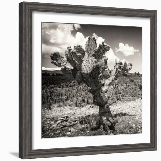 ¡Viva Mexico! Square Collection - Cactus Desert-Philippe Hugonnard-Framed Premium Photographic Print