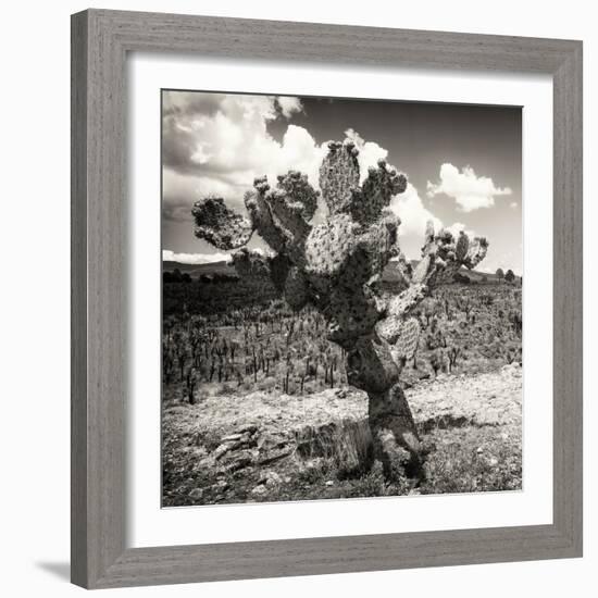 ¡Viva Mexico! Square Collection - Cactus Desert-Philippe Hugonnard-Framed Photographic Print