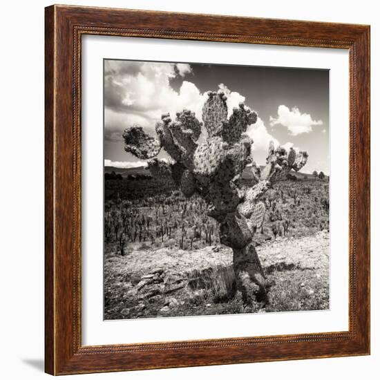 ¡Viva Mexico! Square Collection - Cactus Desert-Philippe Hugonnard-Framed Photographic Print