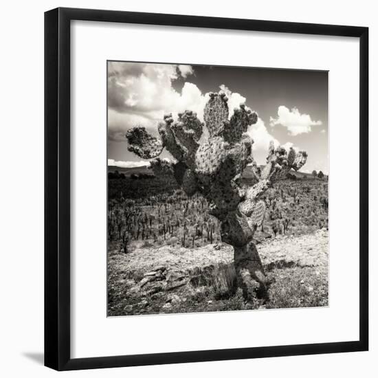 ¡Viva Mexico! Square Collection - Cactus Desert-Philippe Hugonnard-Framed Photographic Print