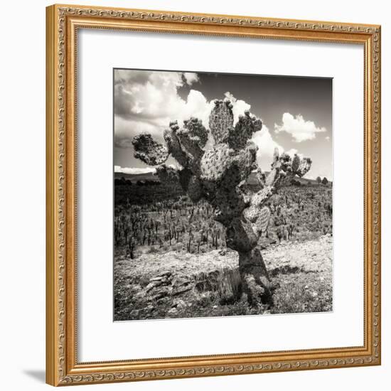 ¡Viva Mexico! Square Collection - Cactus Desert-Philippe Hugonnard-Framed Photographic Print