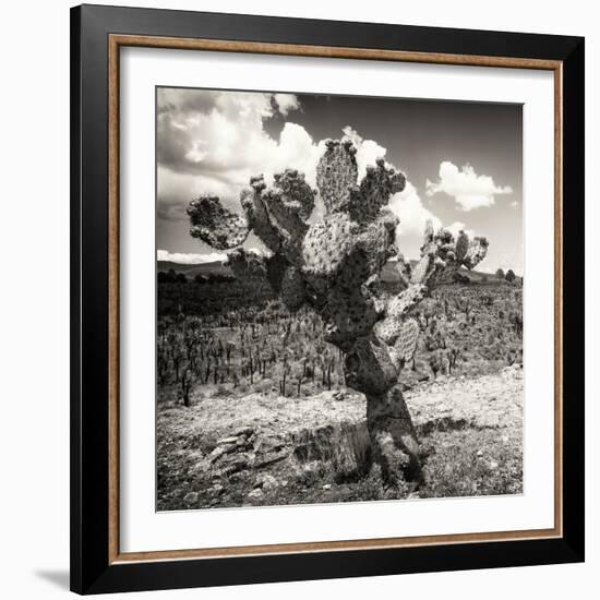 ¡Viva Mexico! Square Collection - Cactus Desert-Philippe Hugonnard-Framed Photographic Print