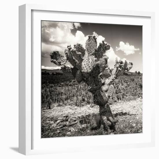 ¡Viva Mexico! Square Collection - Cactus Desert-Philippe Hugonnard-Framed Photographic Print