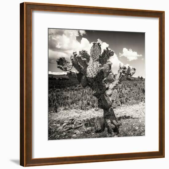 ¡Viva Mexico! Square Collection - Cactus Desert-Philippe Hugonnard-Framed Photographic Print