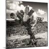 ¡Viva Mexico! Square Collection - Cactus Desert-Philippe Hugonnard-Mounted Photographic Print