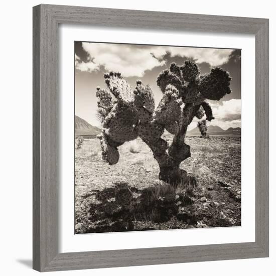 ¡Viva Mexico! Square Collection - Cactus I-Philippe Hugonnard-Framed Photographic Print