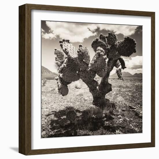 ¡Viva Mexico! Square Collection - Cactus I-Philippe Hugonnard-Framed Photographic Print