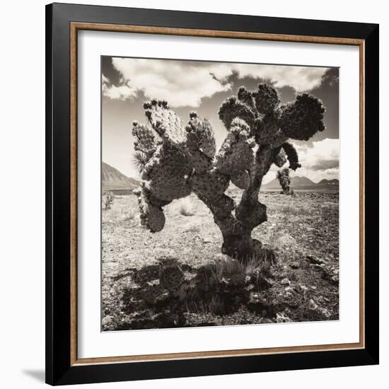 ¡Viva Mexico! Square Collection - Cactus I-Philippe Hugonnard-Framed Photographic Print