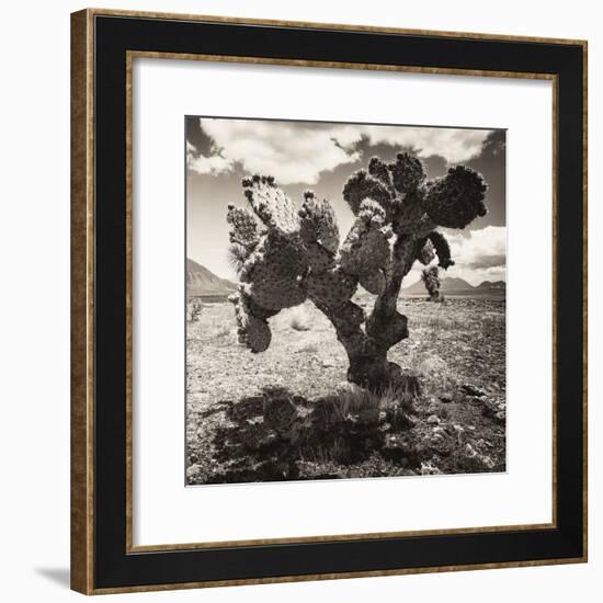 ¡Viva Mexico! Square Collection - Cactus I-Philippe Hugonnard-Framed Photographic Print