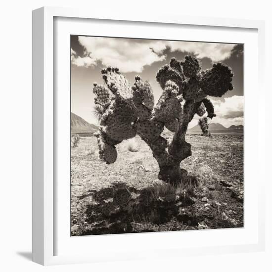 ¡Viva Mexico! Square Collection - Cactus I-Philippe Hugonnard-Framed Photographic Print