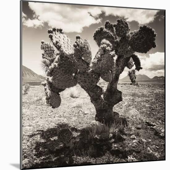 ¡Viva Mexico! Square Collection - Cactus I-Philippe Hugonnard-Mounted Photographic Print