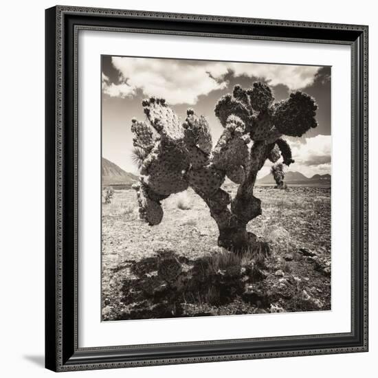 ¡Viva Mexico! Square Collection - Cactus I-Philippe Hugonnard-Framed Photographic Print