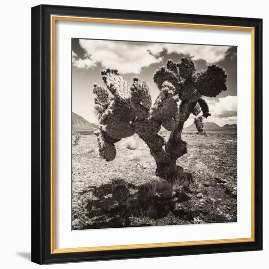 ¡Viva Mexico! Square Collection - Cactus I-Philippe Hugonnard-Framed Photographic Print