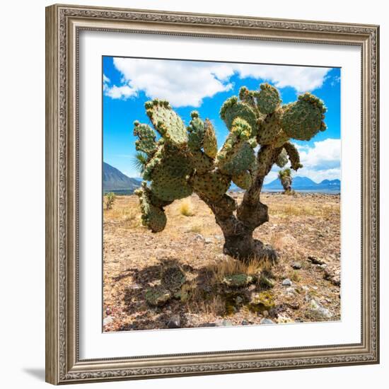 ¡Viva Mexico! Square Collection - Cactus II-Philippe Hugonnard-Framed Photographic Print