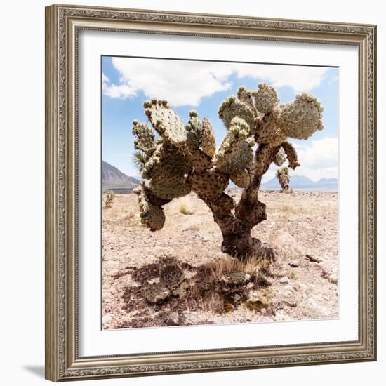 ?Viva Mexico! Square Collection - Cactus III-Philippe Hugonnard-Framed Photographic Print