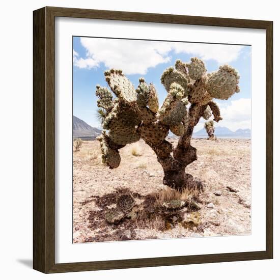 ?Viva Mexico! Square Collection - Cactus III-Philippe Hugonnard-Framed Photographic Print
