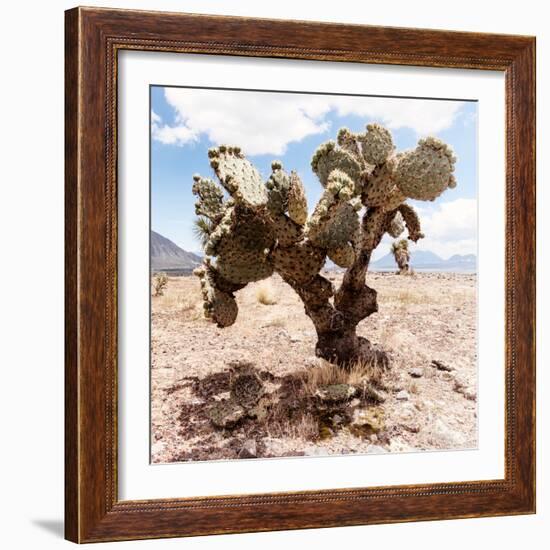 ?Viva Mexico! Square Collection - Cactus III-Philippe Hugonnard-Framed Photographic Print