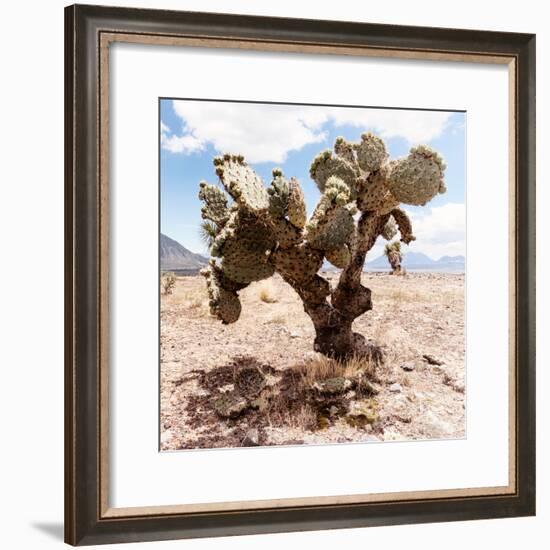 ?Viva Mexico! Square Collection - Cactus III-Philippe Hugonnard-Framed Photographic Print
