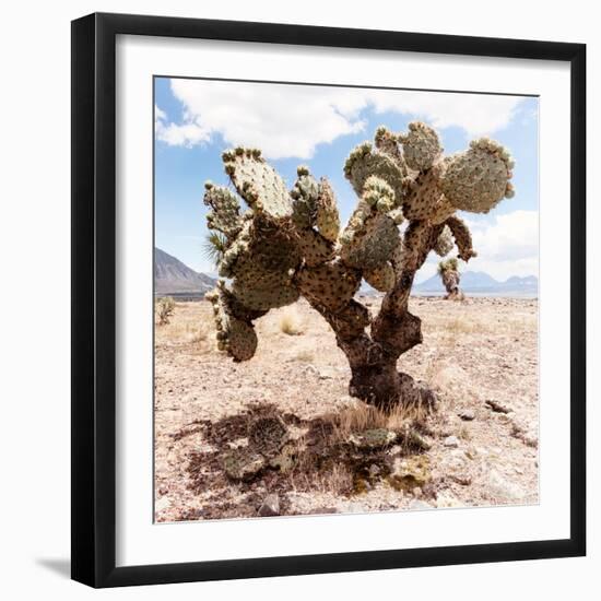 ?Viva Mexico! Square Collection - Cactus III-Philippe Hugonnard-Framed Photographic Print