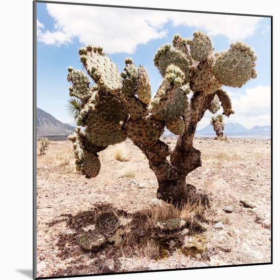 ?Viva Mexico! Square Collection - Cactus III-Philippe Hugonnard-Mounted Photographic Print