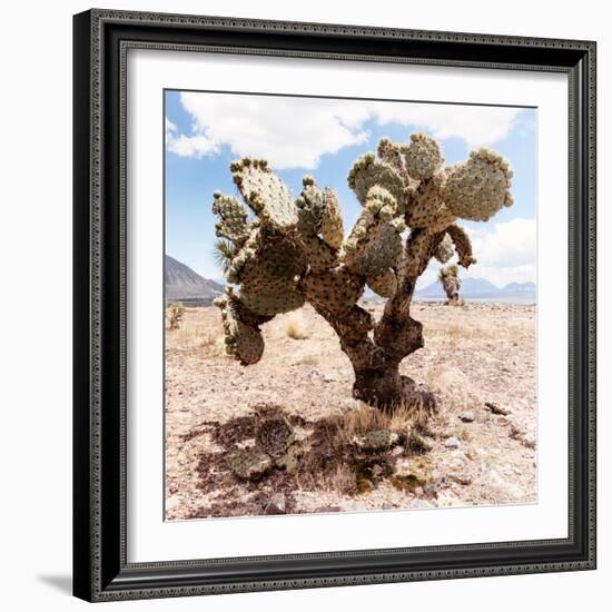 ?Viva Mexico! Square Collection - Cactus III-Philippe Hugonnard-Framed Photographic Print