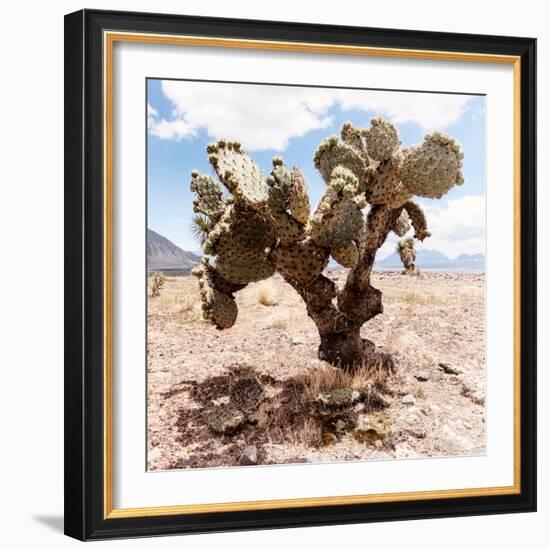 ?Viva Mexico! Square Collection - Cactus III-Philippe Hugonnard-Framed Photographic Print