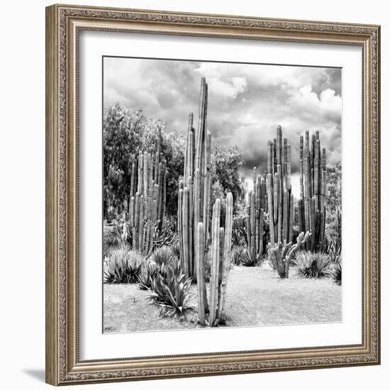 ?Viva Mexico! Square Collection - Cardon Cactus B&W II-Philippe Hugonnard-Framed Photographic Print