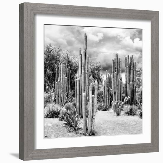 ?Viva Mexico! Square Collection - Cardon Cactus B&W II-Philippe Hugonnard-Framed Photographic Print